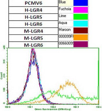 LGR5 Antibody in Flow Cytometry (Flow)