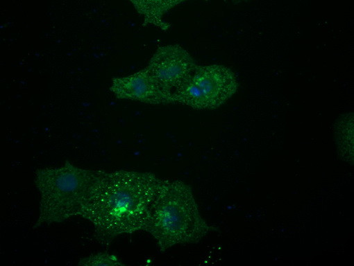 LGR5 Antibody in Immunocytochemistry (ICC/IF)