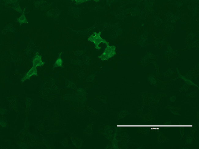 LGR5 Antibody in Immunocytochemistry (ICC/IF)