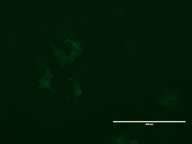 LGR5 Antibody in Immunocytochemistry (ICC/IF)