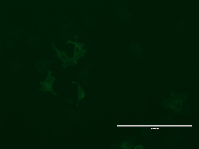 LGR5 Antibody in Immunocytochemistry (ICC/IF)