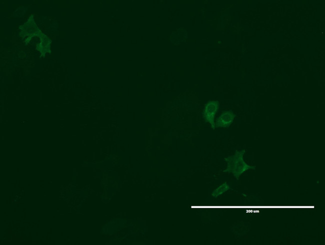 LGR5 Antibody in Immunocytochemistry (ICC/IF)