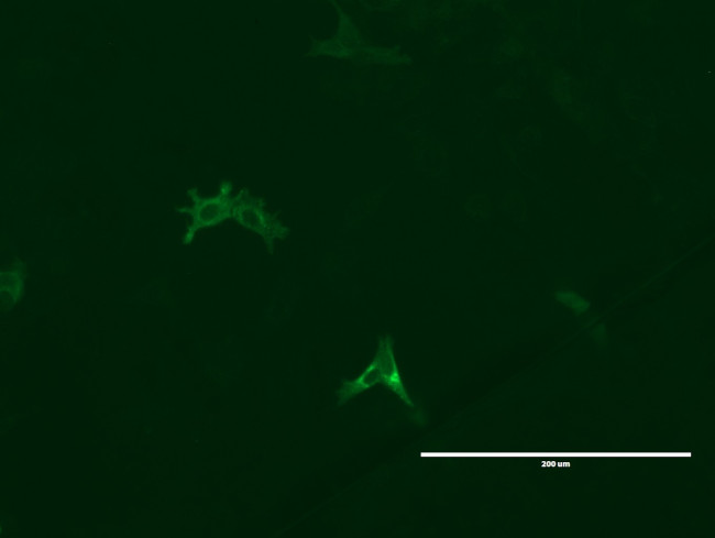 LGR5 Antibody in Immunocytochemistry (ICC/IF)