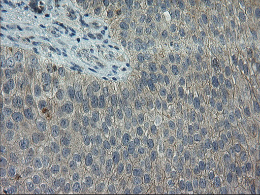 LGR5 Antibody in Immunohistochemistry (Paraffin) (IHC (P))