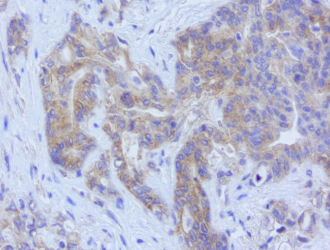 LGR5 Antibody in Immunohistochemistry (Paraffin) (IHC (P))