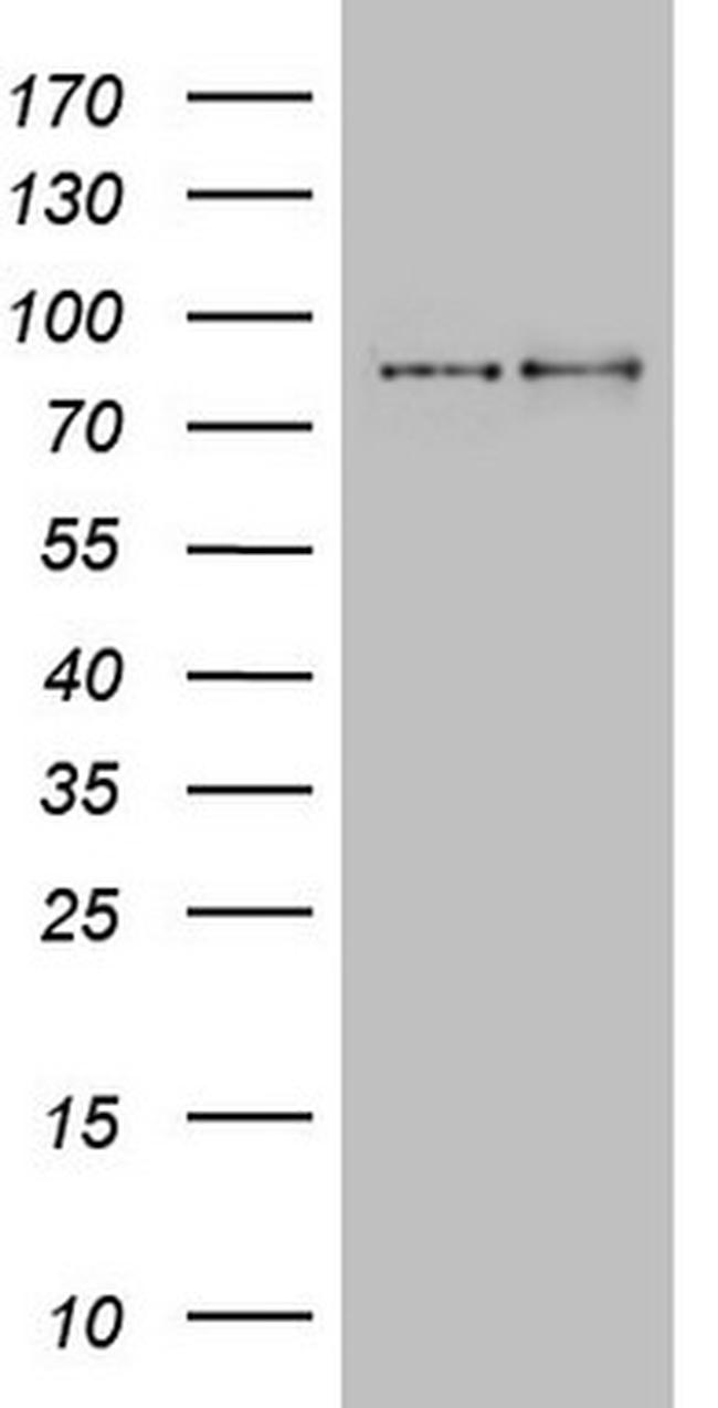 LGR5 Antibody in Western Blot (WB)