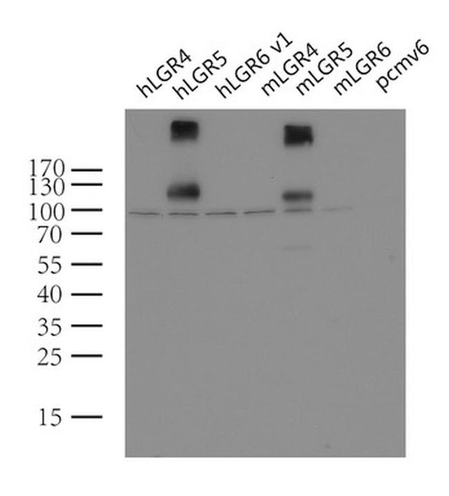 LGR5 Antibody in Western Blot (WB)