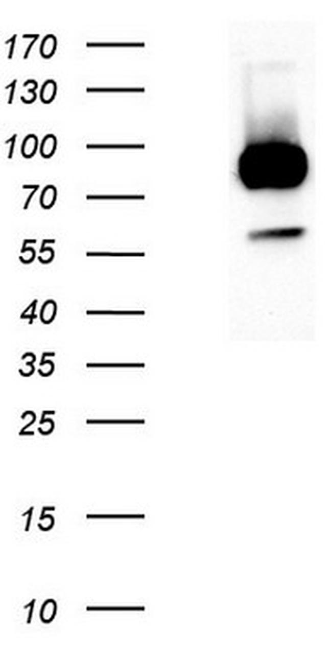 LGR5 Antibody in Western Blot (WB)