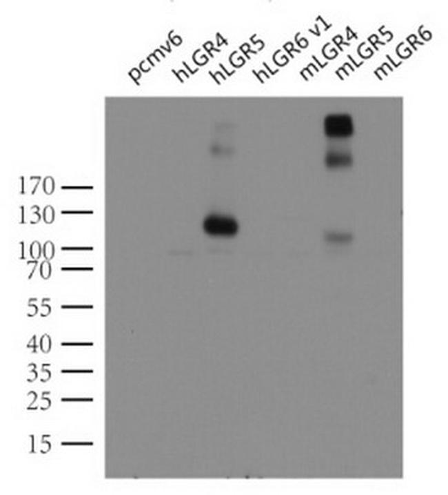 LGR5 Antibody in Western Blot (WB)