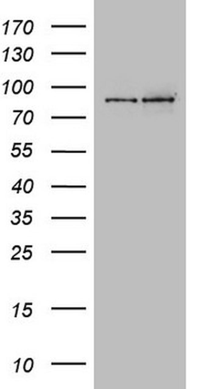 LGR5 Antibody in Western Blot (WB)