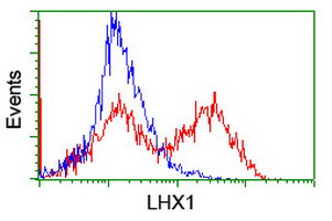 LHX1 Antibody in Flow Cytometry (Flow)
