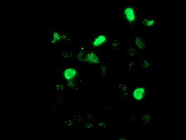 LHX1 Antibody in Immunocytochemistry (ICC/IF)