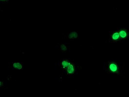 LHX1 Antibody in Immunocytochemistry (ICC/IF)