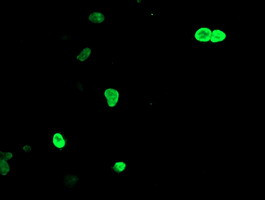 LHX1 Antibody in Immunocytochemistry (ICC/IF)