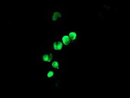 LHX1 Antibody in Immunocytochemistry (ICC/IF)