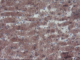 LHX1 Antibody in Immunohistochemistry (Paraffin) (IHC (P))