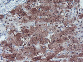 LHX1 Antibody in Immunohistochemistry (Paraffin) (IHC (P))