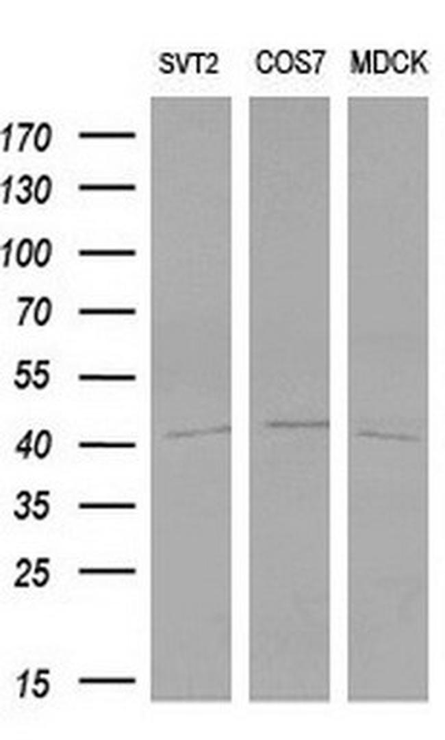 LHX1 Antibody in Western Blot (WB)