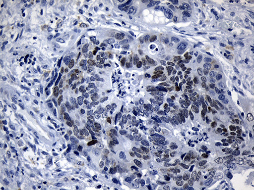 LHX2 Antibody in Immunohistochemistry (Paraffin) (IHC (P))