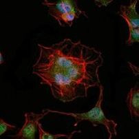 LHX2 Antibody in Immunocytochemistry (ICC/IF)