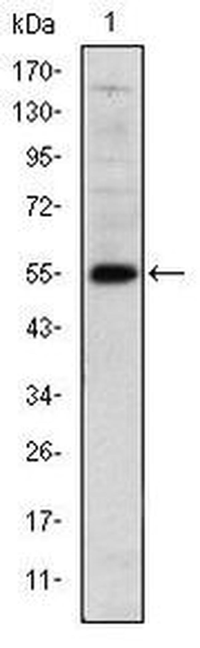 LHX2 Antibody in Western Blot (WB)