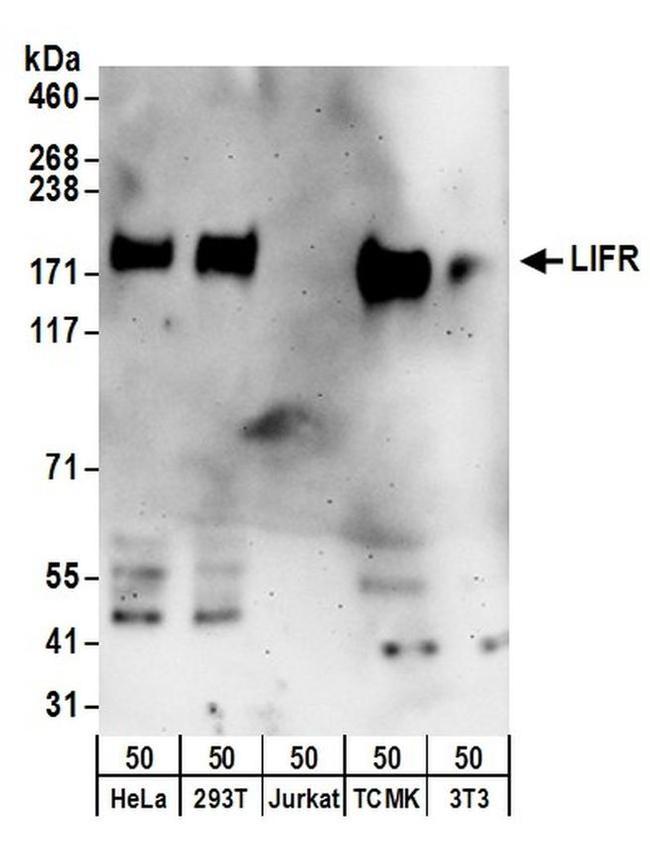 LIFR Antibody in Western Blot (WB)