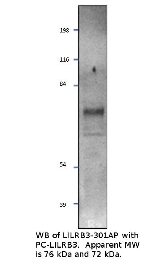 LILRB3 Antibody in Western Blot (WB)