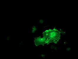 LIMK1 Antibody in Immunocytochemistry (ICC/IF)