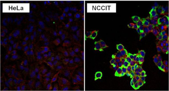 LIN28A Antibody in Immunocytochemistry (ICC/IF)