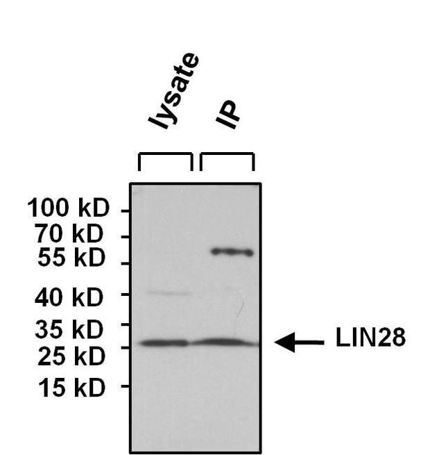 LIN28A Antibody in Immunoprecipitation (IP)