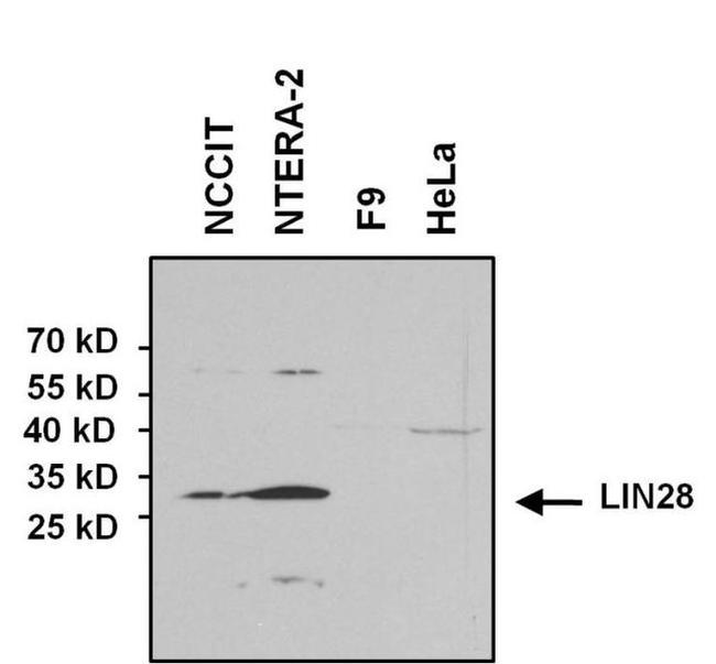 LIN28A Antibody in Western Blot (WB)