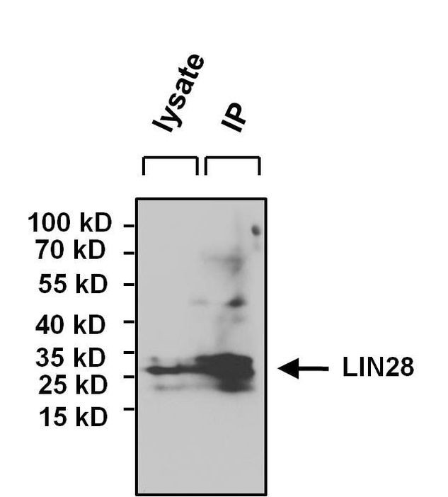 LIN28A Antibody in Immunoprecipitation (IP)