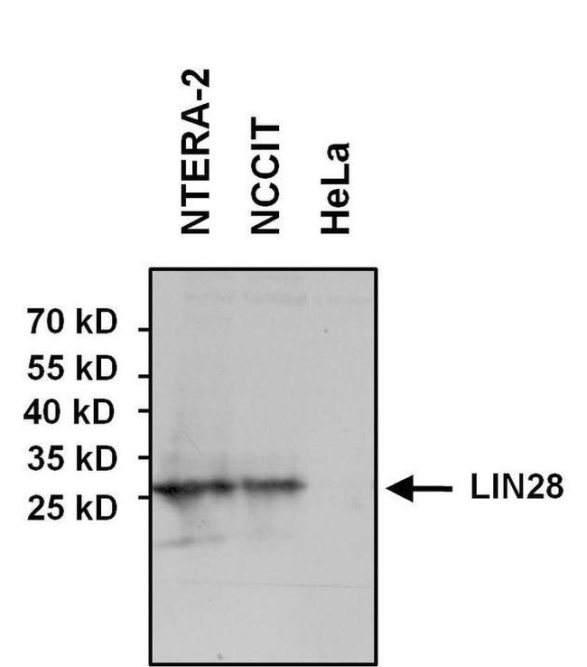 LIN28A Antibody in Western Blot (WB)