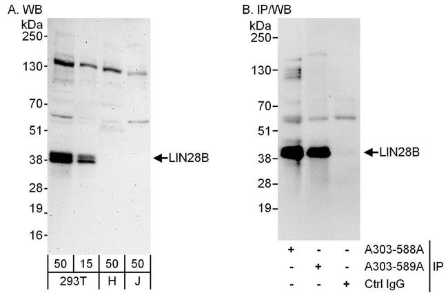 LIN28B Antibody in Western Blot (WB)