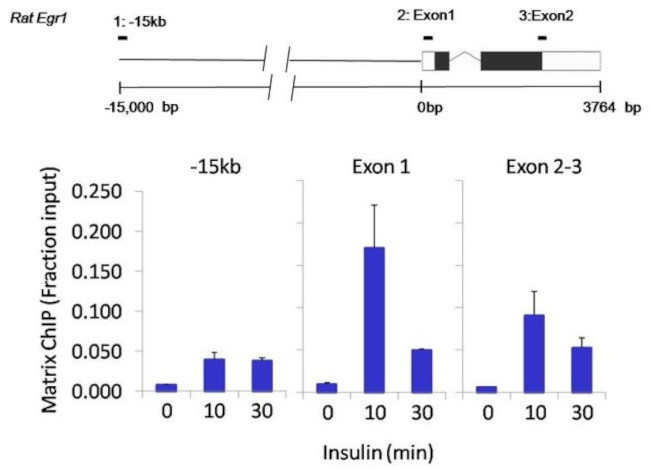 LIN28A Antibody in ChIP Assay (ChIP)