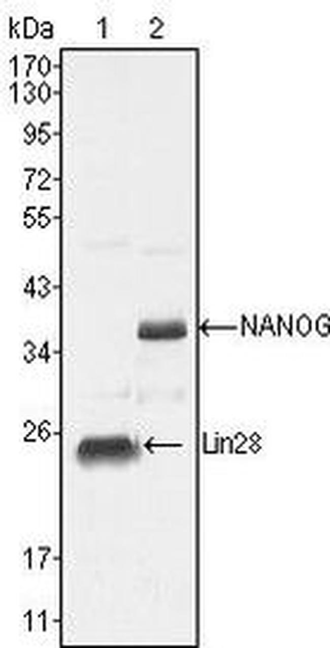 LIN28A Antibody in Western Blot (WB)