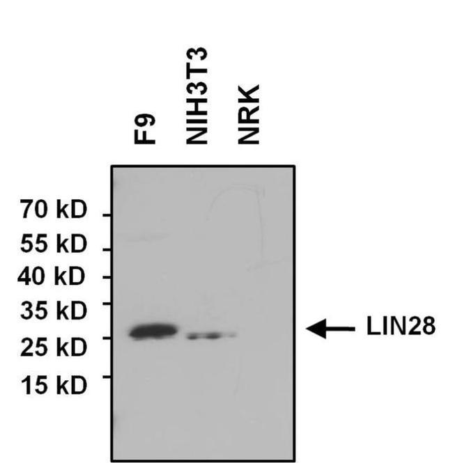 LIN28A Antibody in Western Blot (WB)