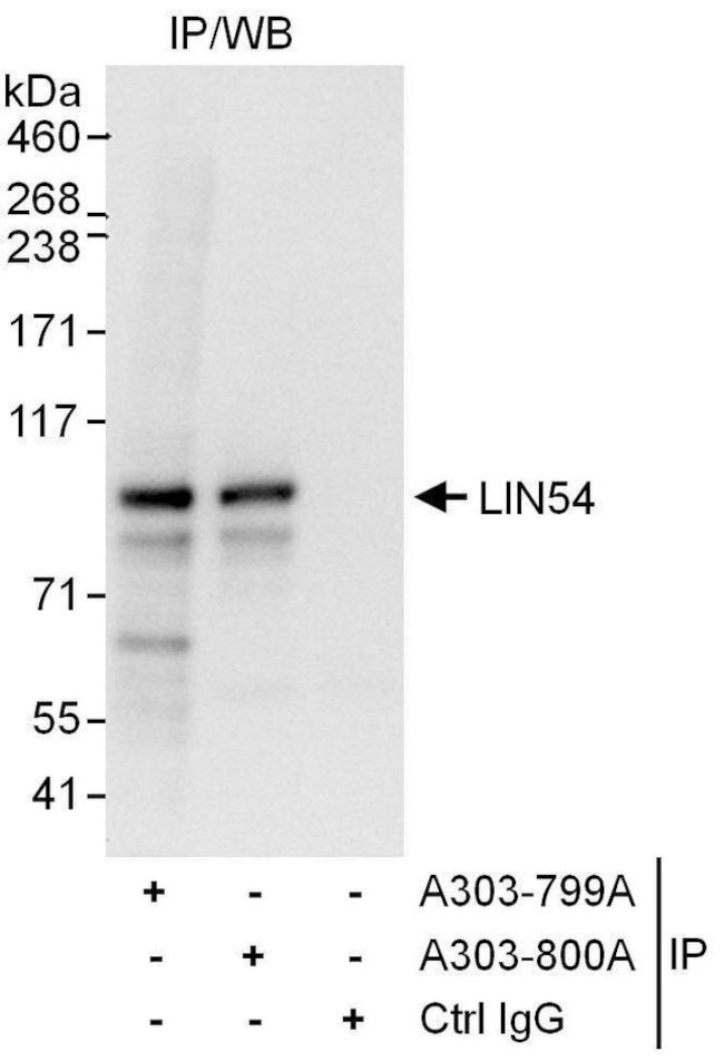 LIN54 Antibody in Immunoprecipitation (IP)