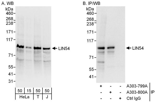 LIN54 Antibody in Western Blot (WB)