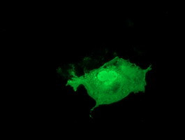 LIN7B Antibody in Immunocytochemistry (ICC/IF)