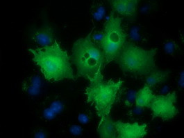 LIN7B Antibody in Immunocytochemistry (ICC/IF)