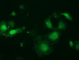 LIN7B Antibody in Immunocytochemistry (ICC/IF)