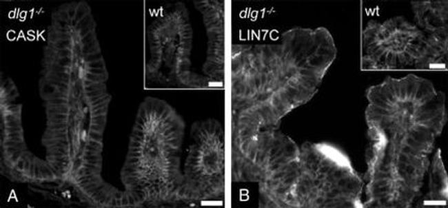 LIN7C Antibody in Immunohistochemistry (IHC)