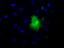 LIPG Antibody in Immunocytochemistry (ICC/IF)