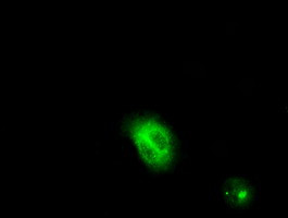 LIPG Antibody in Immunocytochemistry (ICC/IF)