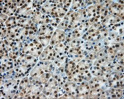 LIPG Antibody in Immunohistochemistry (Paraffin) (IHC (P))