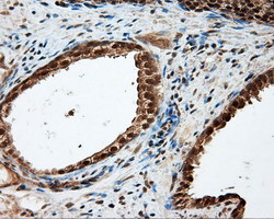 LIPG Antibody in Immunohistochemistry (Paraffin) (IHC (P))