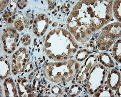 LIPG Antibody in Immunohistochemistry (Paraffin) (IHC (P))