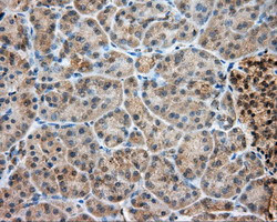 LIPG Antibody in Immunohistochemistry (Paraffin) (IHC (P))