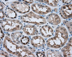 LIPG Antibody in Immunohistochemistry (Paraffin) (IHC (P))